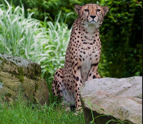 vicious cheetah looking for prey