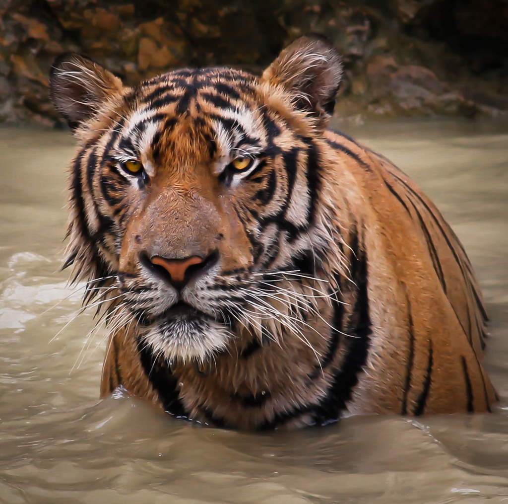 tiger cools himself down in water
